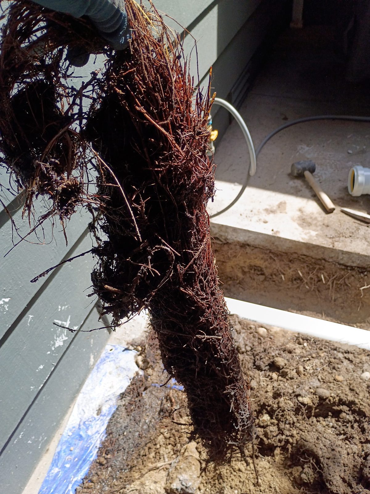 Root intrusion cleared from a Kirkland sewer line